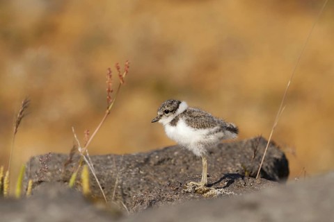 Common Ringed Plover (Charadrius hiaticula), Iceland