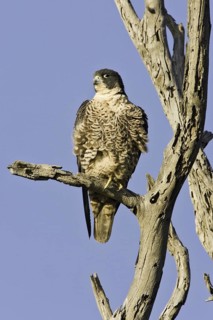Peregrine Falcon (Falco peregrinus), California, USA