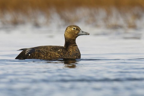 Steller's Eider (Polysticta stelleri) female, Alaska, USA