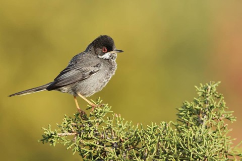 Cyprus Warbler (Sylvia melanothorax) male, Cyprus