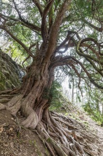 The 1000-year-old yew tree (Taxus) on the Lederberg in Schlottwitz in the Müglitz Valley,