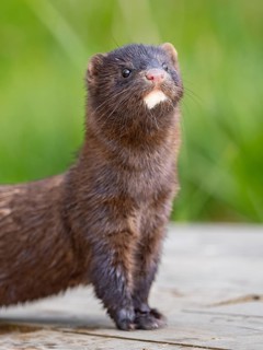 A mink looks interested