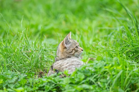 European wildcat (Felis silvestris silvestris) on a meadow, Hesse, Germany
