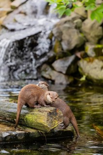 Two oriental small-clawed otter or Asian small-clawed otter (Aonyx cinerea), standing on a log