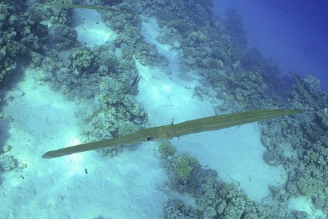 Bluespotted Cornetfish (Fistularia commersonii)