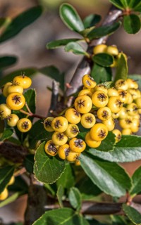 Firethorn (Pyracantha SAPHYR JAUNE), Saxon State Office for the Environment, Germany
