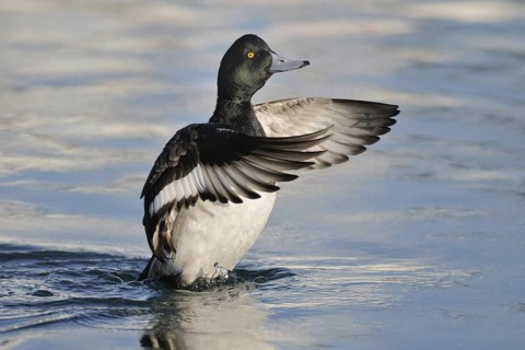 Greater Scaup (Aythya marila) male, Hokkaido, Japan