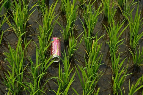 Pollution in a rice field, Odisha state, India, beer can dumped in the nature
