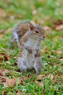 Grey Squirrel (Sciurus carolinensis), on meadow, springtime, Florida, USA