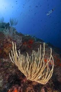 White gorgonian (Eunicella singularis)