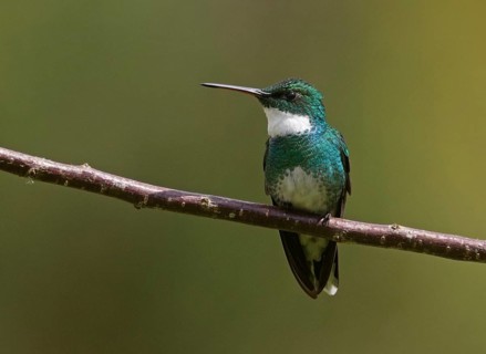 White-throated Hummingbird (Leucochloris albicollis) perched on a branch, Rio de Janeiro, Brazil