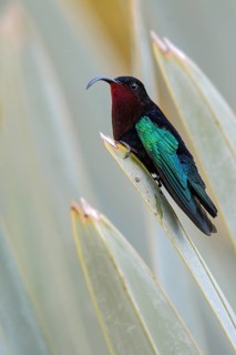 Purple-throated Carib (Eulampis jugularis) perched on a branch on the Caribbean Island of