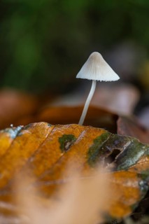 Helmling (Mycena), Emsland, Lower Saxony, Germany