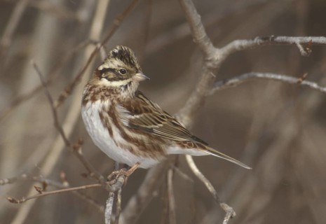 Rustic Bunting (Emberiza rustica) male, Aomori, Japan