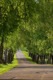 Tree alley in the Mühlviertel, Austria