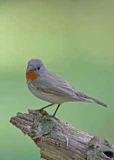 Red-breasted Flycatcher (Ficedula parva) perched on a branch, Brandenburg, Germany