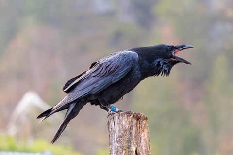 A common raven (Corvus corax) perches on an old fence post. Austria