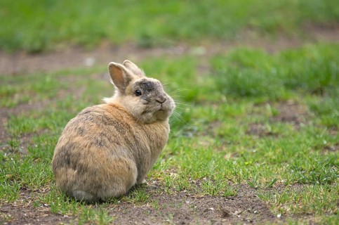 Rabbit (cuniculus), grass, Easter bunny, cute, A single rabbit sits in the garden and looks around