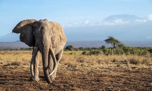 African elephant (Loxodonta africana) in picturesque landscape with the summit of Mount