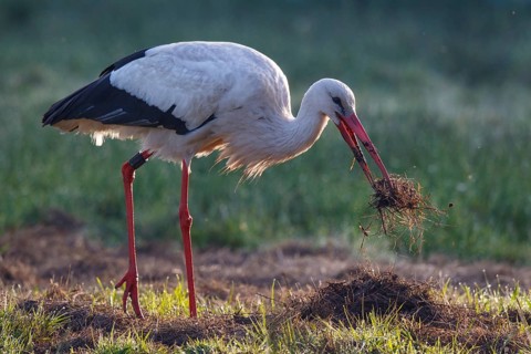 White Stork (Ciconia ciconia) with nesting material, North Rhine-Westphalia, Germany