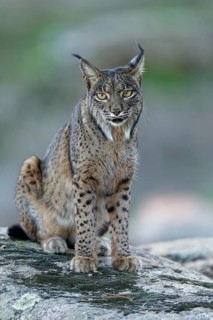 Lynx (Lynx pardinus), portrait, evening, forest, Andalusia Spain