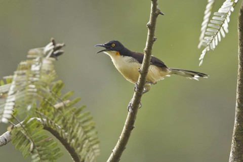 Black-capped Donacobius (Donacobius atricapilla) singing, Ecuador