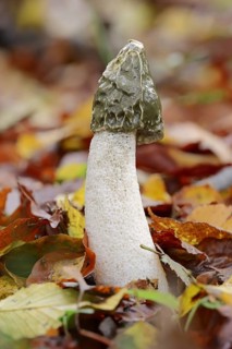 Common stinkhorn (Phallus impudicus), North Rhine-Westphalia, Germany