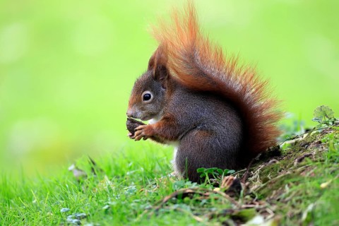 Squirrel (Sciurus vulgaris), adult, in a meadow, eating, with food, walnut, Mannheim, Germany