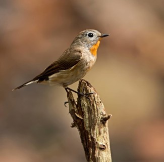 Taiga Flycatcher (Ficedula albicilla), West Bengal, India