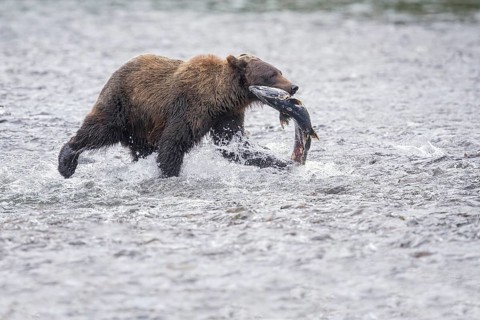 Grizzly Bear (Ursus arctos horribilis) hunting Pacific Salmon, British Columbia, Canada