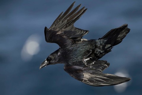 Common Raven - Kolkrabe - Corvus corax ssp. corax, Norway
