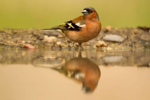 Common Chaffinch (Fringilla coelebs) male at waterhole, Serbia