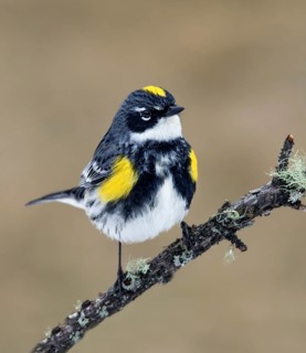 A breeding plumage Yellow-rumped Warbler, Setophaga coronata, perched on a lichen-covered branch in