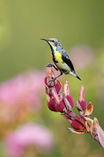Purple Sunbird, (Cinnyris asiaticus), male, perch, animals, birds, sunbirds, Al Qurm Park, Muscat,