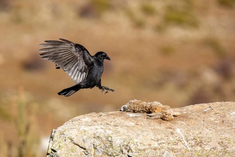 Carrion Crow (Corvus corone) flying, Castile and Leon, Spain