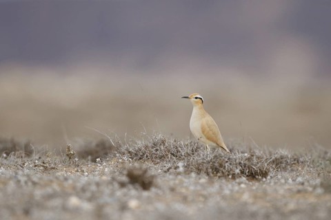 Cream-colored Courser (Cursorius cursor), Lanzarote, Spain