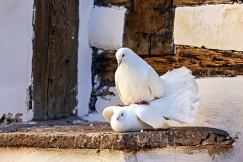 Two white doves resting on a stone ledge in front of wooden walls, The white doves at Wartburg