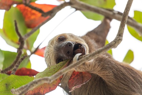 Male two toed sloth (Choloepus didactylus) hanging on tree, looking down, eating and chewing a leaf