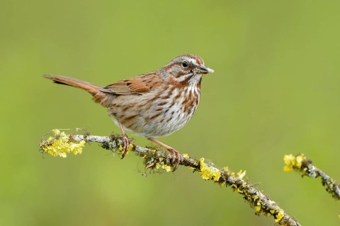 Song Sparrow (Melospiza melodia), British Columbia, Canada
