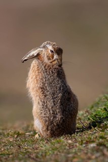 European brown hare (Lepus europaeus) adult animal washing itself in grassland, England, United