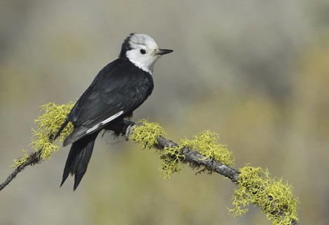White-headed Woodpecker (Leuconotopicus albolarvatus), Oregon, USA