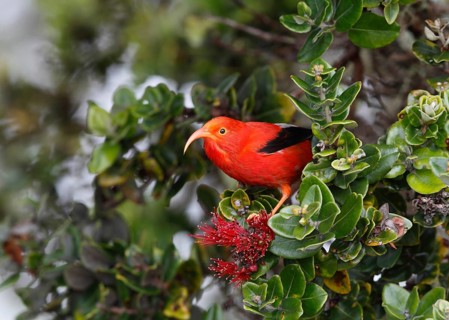 Photographed at Hakalau Forest NWR, Hawaii Island, Hawaii