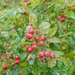 Dune rose (Rosa carolina), Britzer Garten, Germany