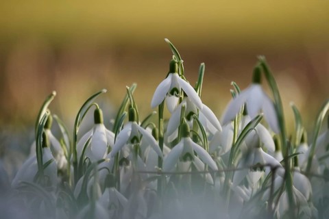 Snowdrops, winter, Germany