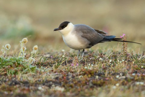Long-tailed Jaeger (Stercorarius longicaudus) perched on the tundra in Nome, Alaska