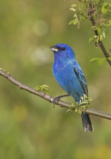 Indigo Bunting (Passerina cyanea) male, Ohio, USA