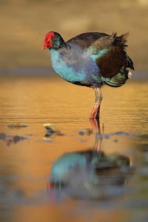 Australasian Swamphen (Porphyrio melanotus melanotus), Western Australia, Australia