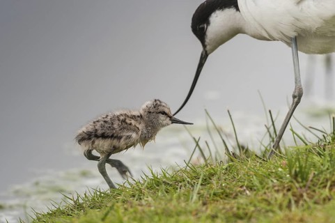 Pied Avocet (Recurvirostra avosetta) juvenile, Schleswig-Holstein, Germany