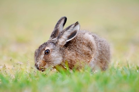 European hare (Lepus europaeus), young animal sitting in a meadow and eating grasses, North