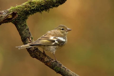 Common Chaffinch (Fringilla coelebs) juvenile, Utrecht, Netherlands